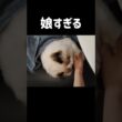 父母の寝る準備待ち🐑 #shorts #猫 #子猫 #ラグドール #甘えん坊猫 #猫のいる暮らし