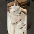 ママの仕事中膝に乗ってくる猫スルタン【スフィンクス】