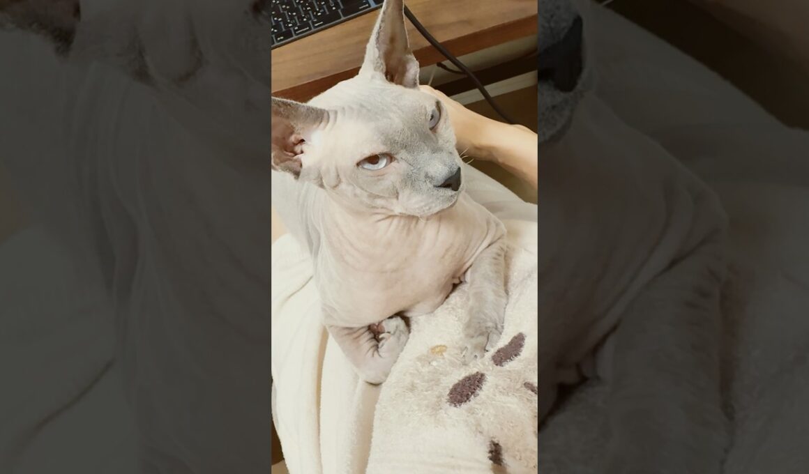 ママの仕事中膝に乗ってくる猫スルタン【スフィンクス】