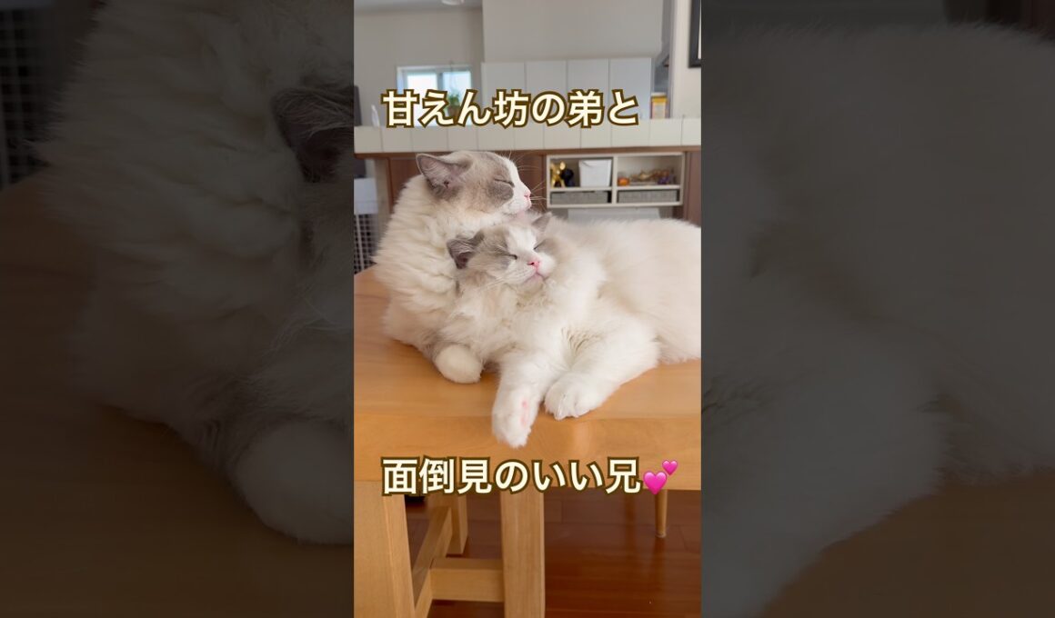 甘えん坊の弟と面倒見のいい兄😽💕 #ラグドール #cat #猫好きさんと繋がりたい #ねこのいる生活 #ねこ動画 #多頭飼い