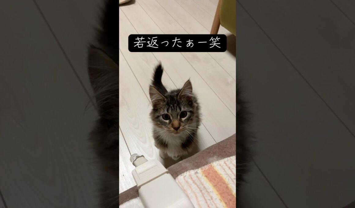 見つかって若返るメインクーン #猫 #cat #メインクーン #ノルウェージャンフォレストキャット #shorts
