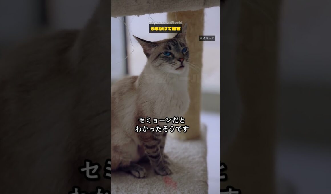 モスクワで迷子になったシャム猫が、6年かけて2000キロ先の家に帰ってきた…ロシア・ムルマンスクの「猫のハチ公」伝説 #shorts