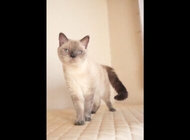 セルカークレックス子猫　Selkirk Rex　2025.９.26産まれ　ブルーポイント　巻き毛　女の子　シーダキャット猫のお店