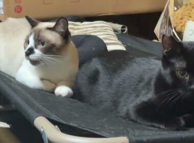シャム猫のパンダ、ご乱心。他のネコたちに下剋上。初勝利を狙うがｗ