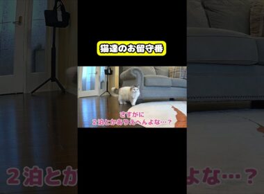 猫達のお留守番　#猫 #おもしろ #アテレコ #ニャンチューバーつくし