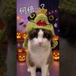 あなたが見た一番可愛い子の○○倍可愛いネコがこちら #猫のいる暮らし