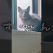 あのーすみません🙇‍♀️ #shorts #猫 #ねこ  #cat #ロシアンブルー #猫のいる暮らし #ネコ