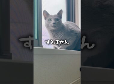 あのーすみません🙇‍♀️ #shorts #猫 #ねこ  #cat #ロシアンブルー #猫のいる暮らし #ネコ