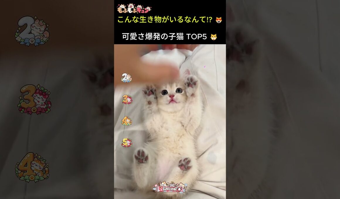 こんな生き物がいるなんて!? 😻 可愛さ爆発の子猫 TOP5 #猫 #cat #子ネコ