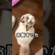 お腹すいた？　#ラグドール #子猫 #猫のいる暮らし #ragdoll