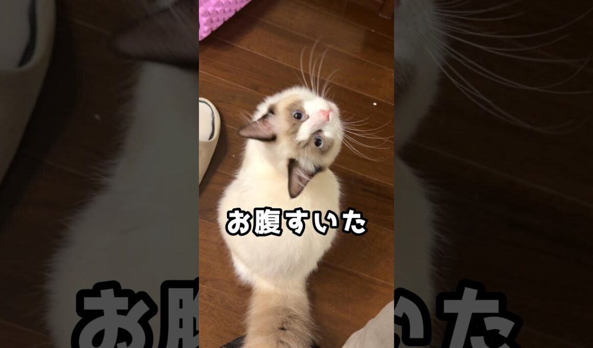 お腹すいた？　#ラグドール #子猫 #猫のいる暮らし #ragdoll