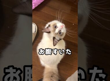 お腹すいた？　#ラグドール #子猫 #猫のいる暮らし #ragdoll