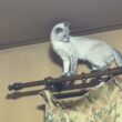 シャム猫パンダ。妹の雫を、カーテンレールから下りれないようにしたが、すぐに止めた