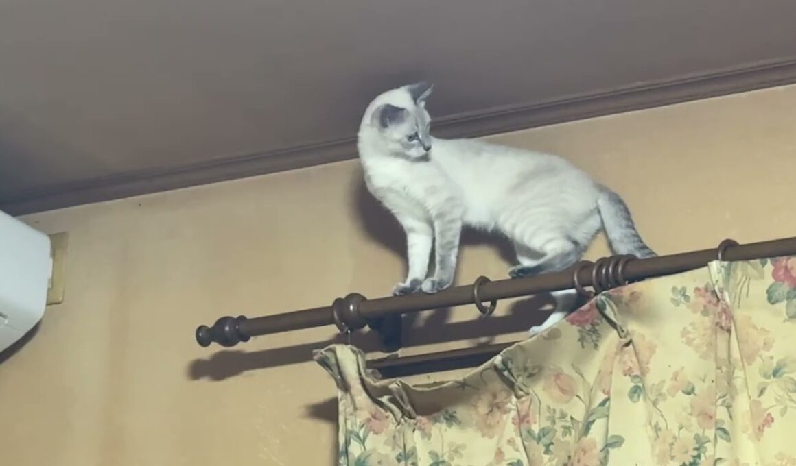 シャム猫パンダ。妹の雫を、カーテンレールから下りれないようにしたが、すぐに止めた