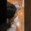 少年の帰りを玄関で待っていた大型猫#shorts