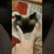 どんな反応する？　#猫 #猫動画 #cat #癒し #猫のいる暮らし#ヒマラヤン #ねこ　#甘えん坊　#長毛種