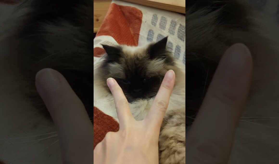 どんな反応する？　#猫 #猫動画 #cat #癒し #猫のいる暮らし#ヒマラヤン #ねこ　#甘えん坊　#長毛種