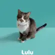 うちはれの作品データサンプル①、ミントグリーン背景に座る猫のLulu