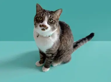 うちはれの作品データサンプル①、ミントグリーン背景に座る猫のLulu