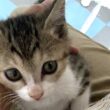 まん丸の瞳が愛らしい竹千代くん【写真提供：マメK病障害猫預かりボランティア（@mameK527）さん】