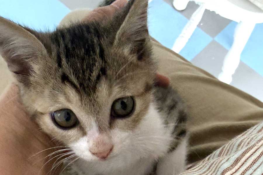 まん丸の瞳が愛らしい竹千代くん【写真提供：マメK病障害猫預かりボランティア（@mameK527）さん】