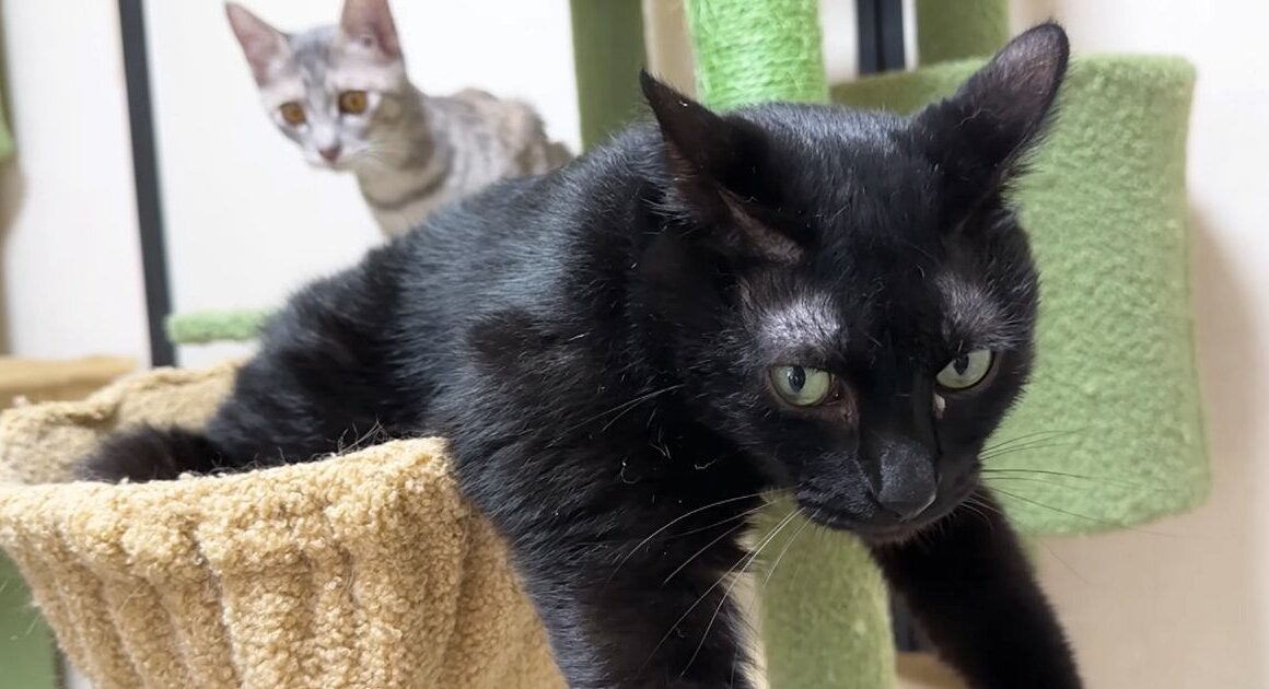 ハンモックでくつろぐお兄ちゃん猫→子猫がやってくると…微笑ましすぎる光景に「だいぶ積極的で笑ったｗ」「大好きなんだねｗ」と反響 - ライブドアニュース