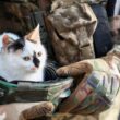 兵士たちを慰め、「戦時マスコット」として大活躍した猫たち　米国ほか - ライブドアニュース