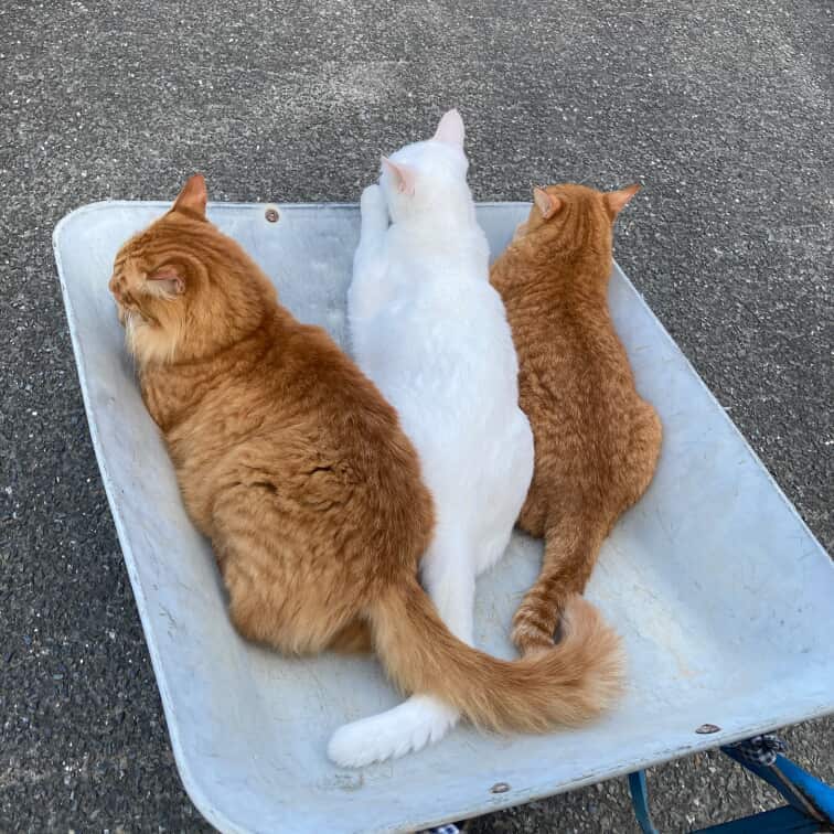 落ち着いた様子で乗車している猫さん